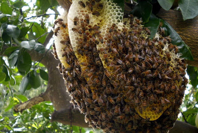 Idoso é salvo de ataque de abelhas na Zona Rural de Estância