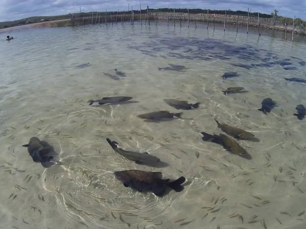 Tambaquis eliminam vetores de doença em lagoa de Estância 