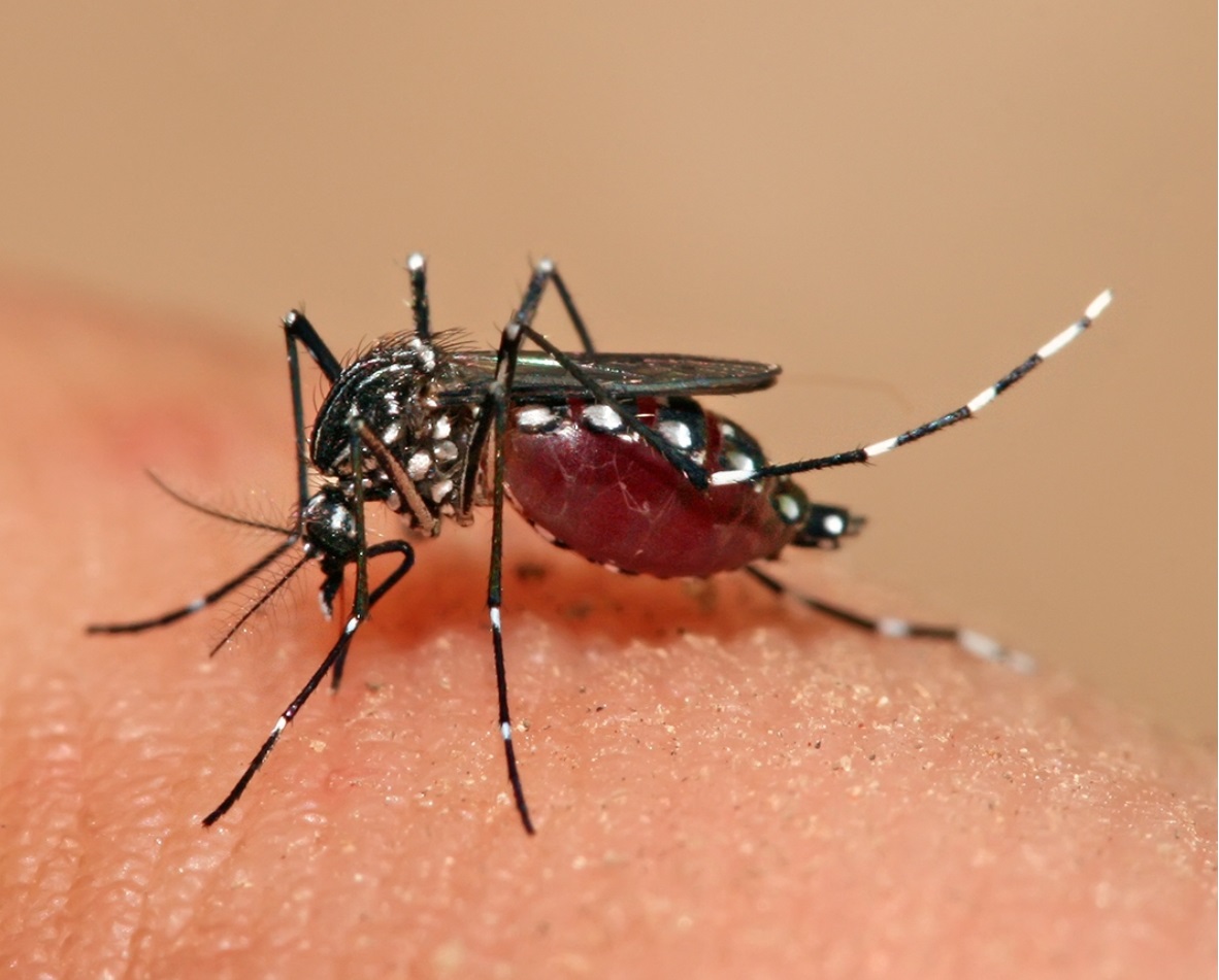 LIRAa aponta Baixo Risco de transmissão de doenças pelo Aedes aegypti em Estância