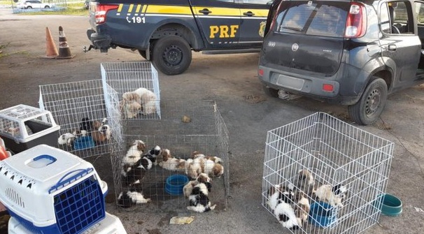 PRF Motorista é flagrado ao transportar 24 cães da raça Shih-tzu dentro de um carro de passeio