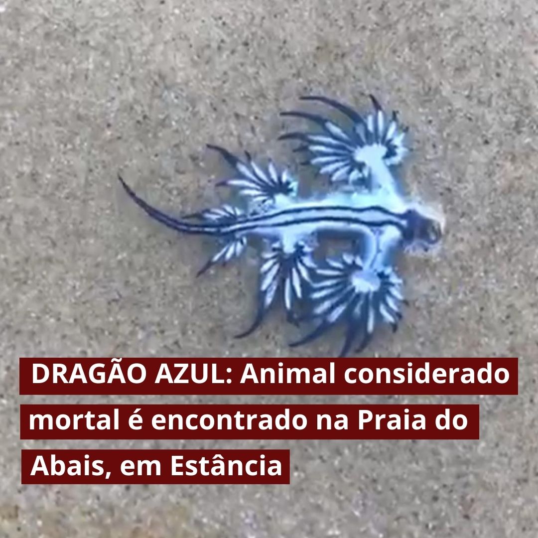 Dragão Azul é encontrado por banhistas na Praia do Abais, em Estância