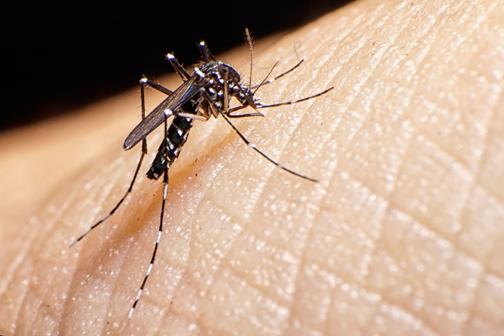 Estância reduz em 55% o índice de infestação do mosquito da dengue (LiRAa)