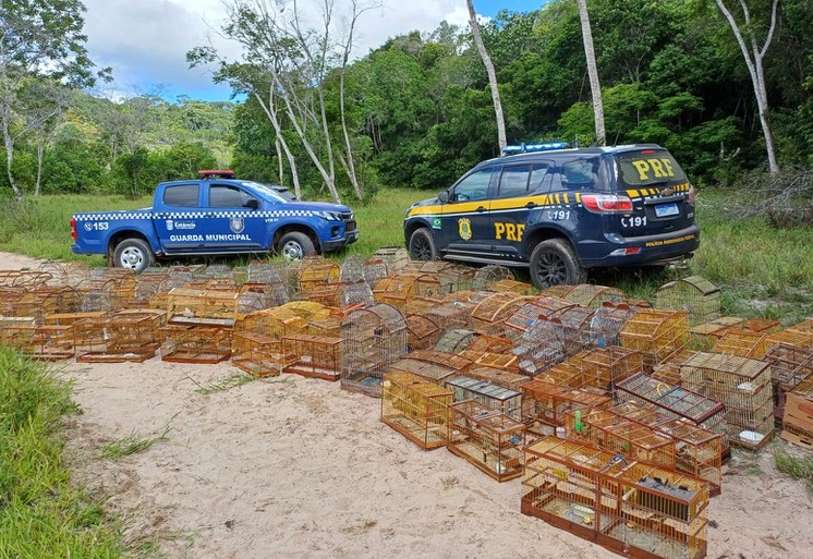 Mais de 700 animais são apreendidos em SE durante operação da PRF