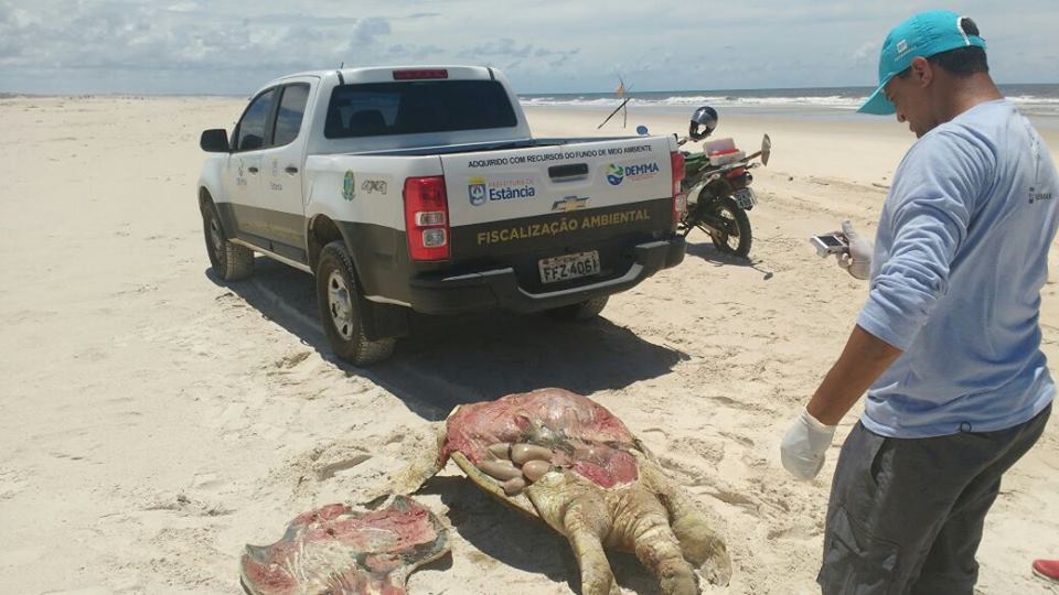 ESTÂNCIA: Tartarugas são encontradas mortas na Praia do Saco